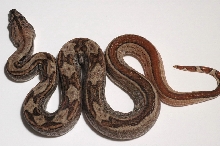 SGMOT litter - Hypo Motley 2