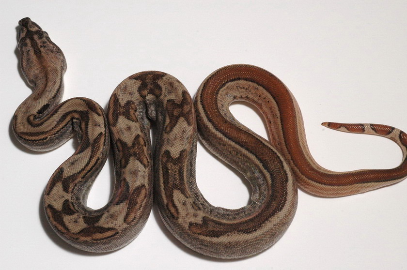 SGMOT litter - Hypo Motley 2
