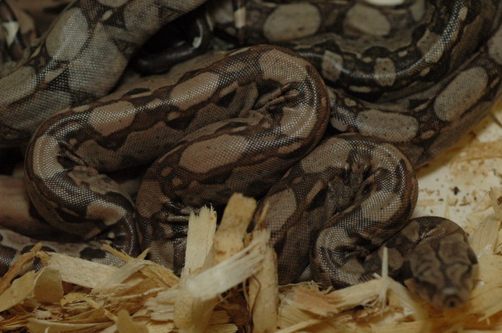 max.lyric litter photo1