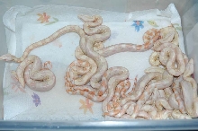 Snow litter