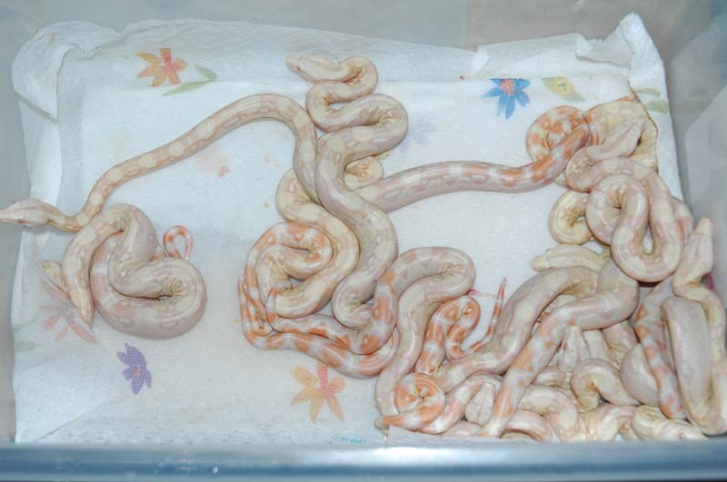 Snow litter