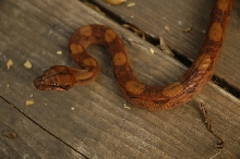 Blood Boa
