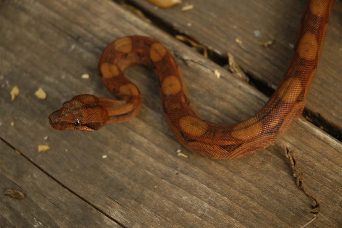Blood Boa