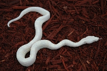Snow litter
