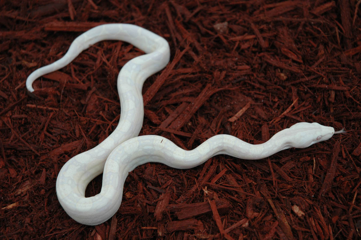 Snow litter