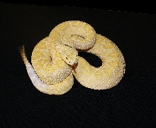 Albino WDB