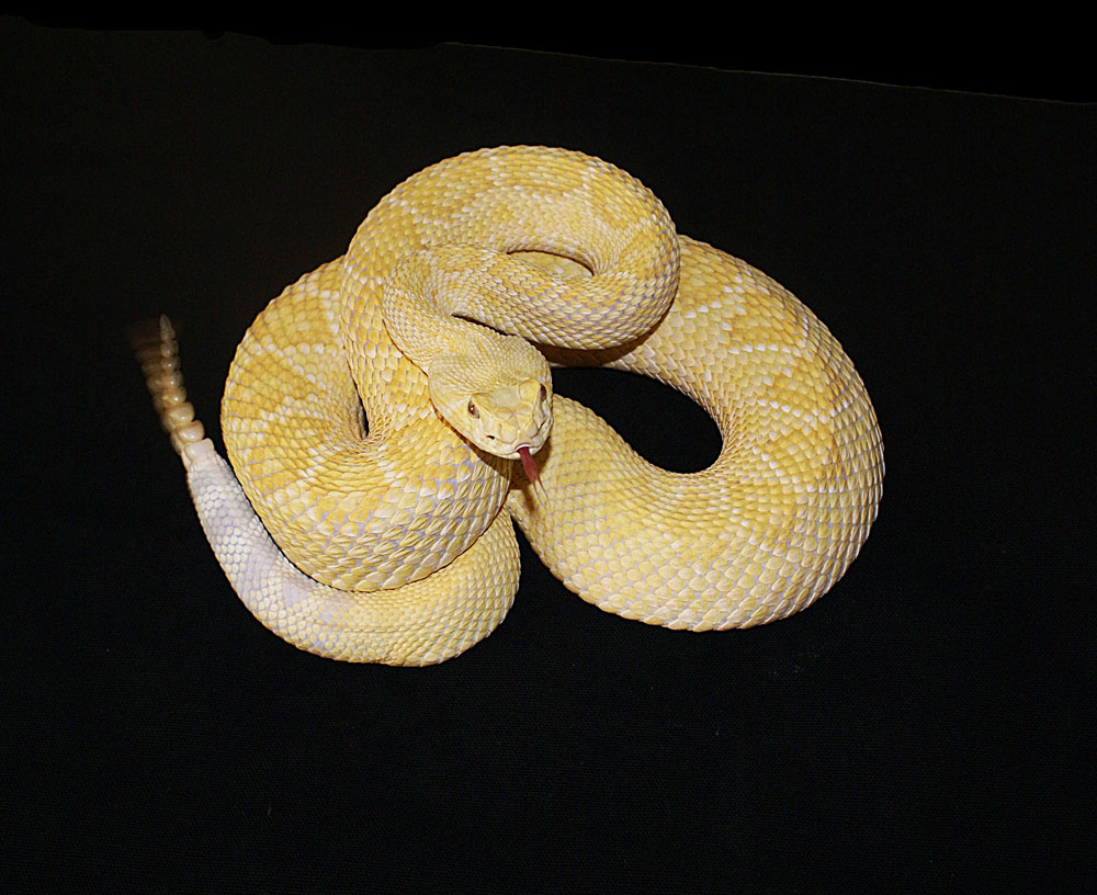 Albino WDB