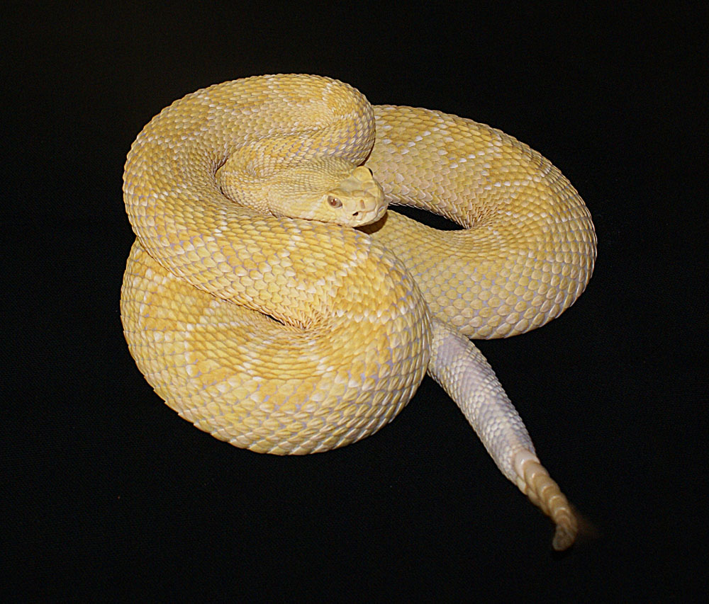 Crotalus Atrox