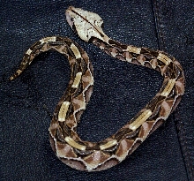 Bitis gabonica
