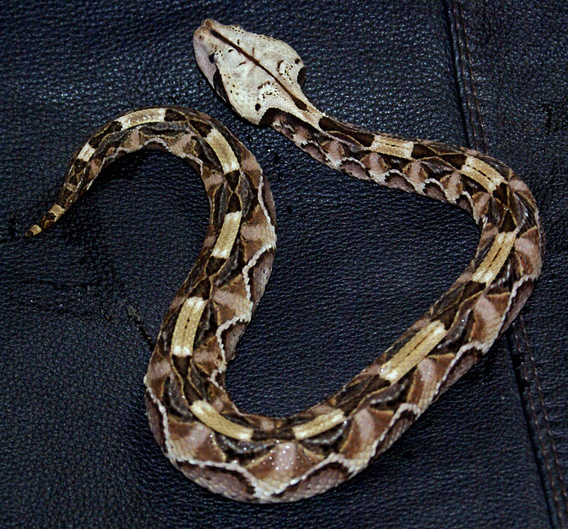 Bitis gabonica