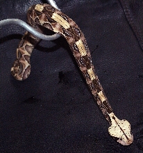 Bitis gabonica