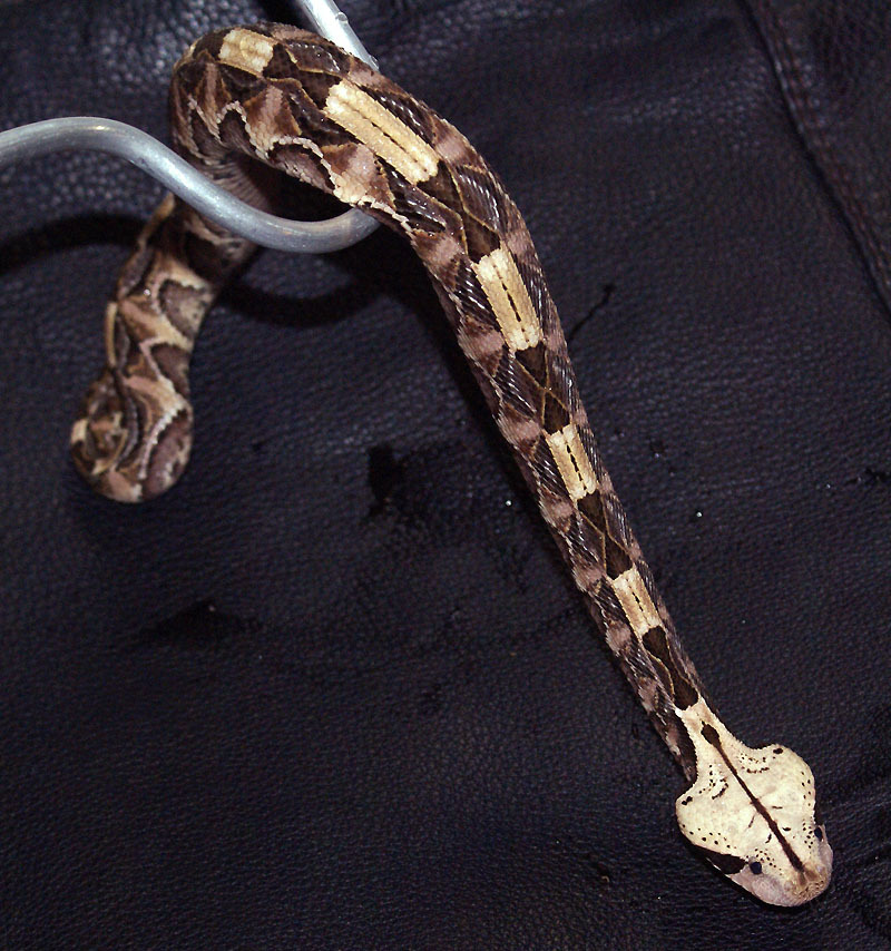 Bitis gabonica