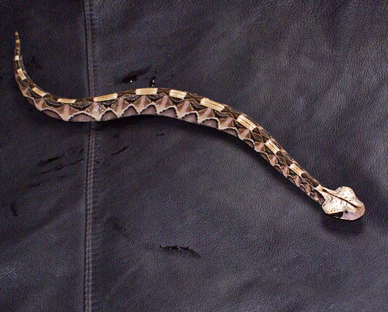 Bitis gabonica