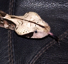 Bitis gabonica