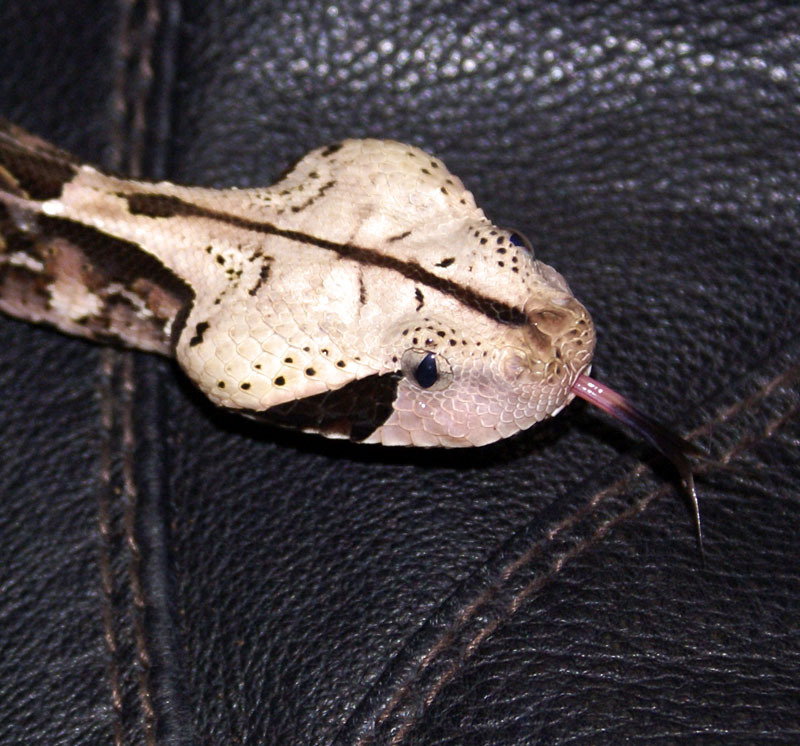 Bitis gabonica