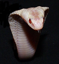 Red Eyed Leucistic Monocled