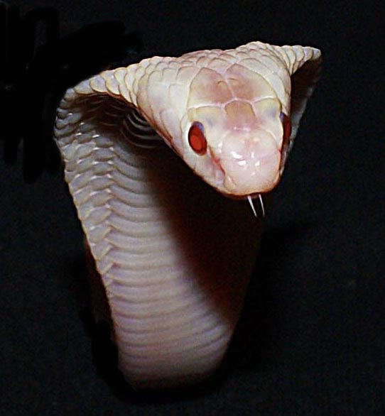 Red Eyed Leucistic Monocled