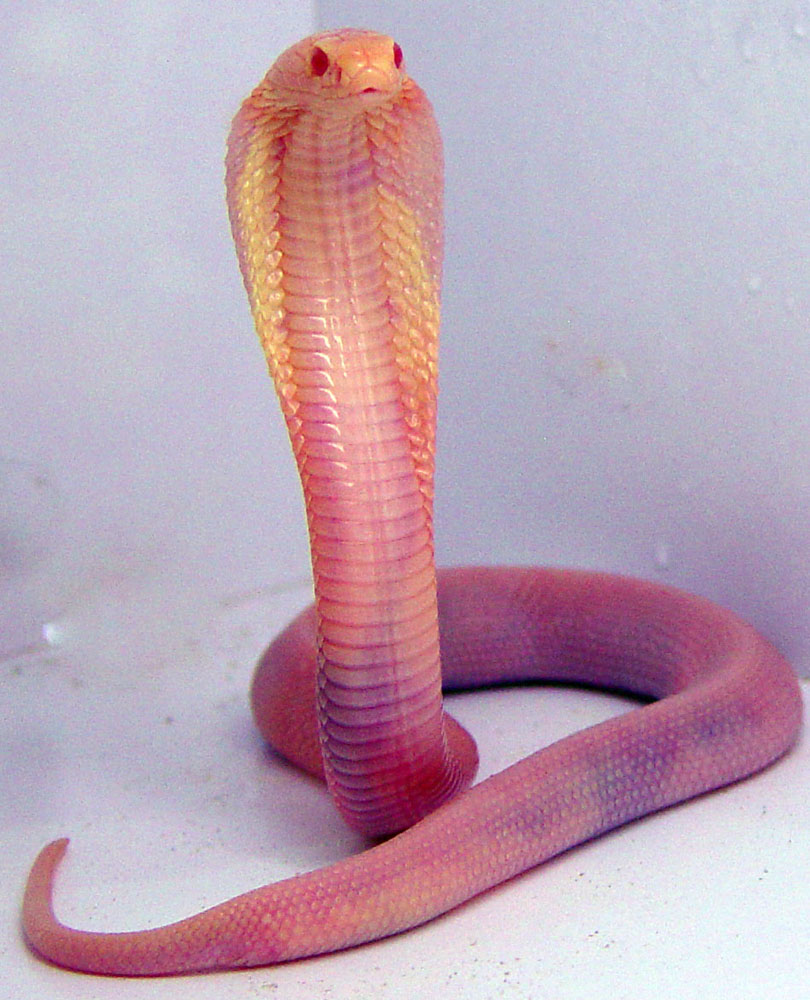 albino monocled