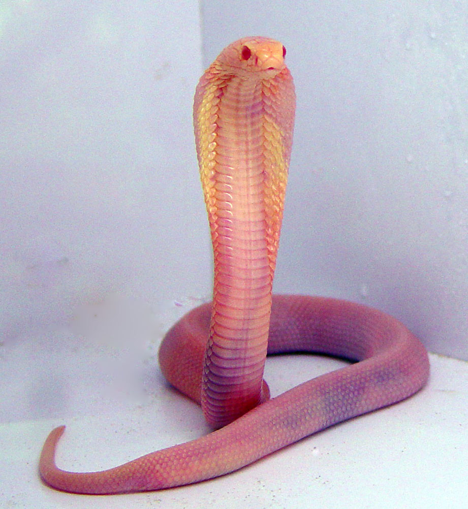 albino monocled