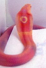albino monocled