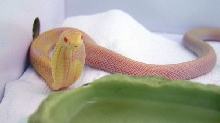 albino monocled