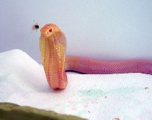 monocled baby