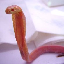 monocled baby
