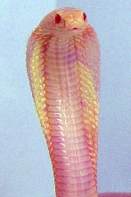 albino monocled