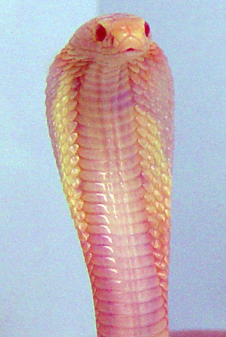 albino monocled