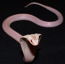 Red Eyed Leucistic Monocled