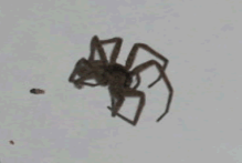 unknown spider, PLEASE ID!! maybe wolfspider?