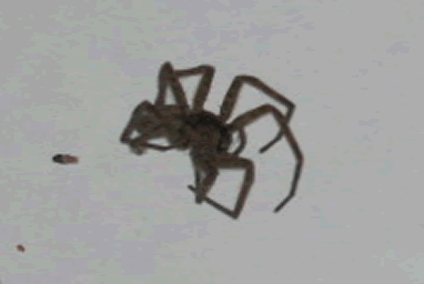 unknown spider, PLEASE ID!! maybe wolfspider?