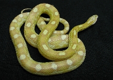 Gold dust motley