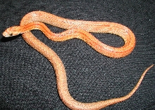 possible bloodred hypo stripe
