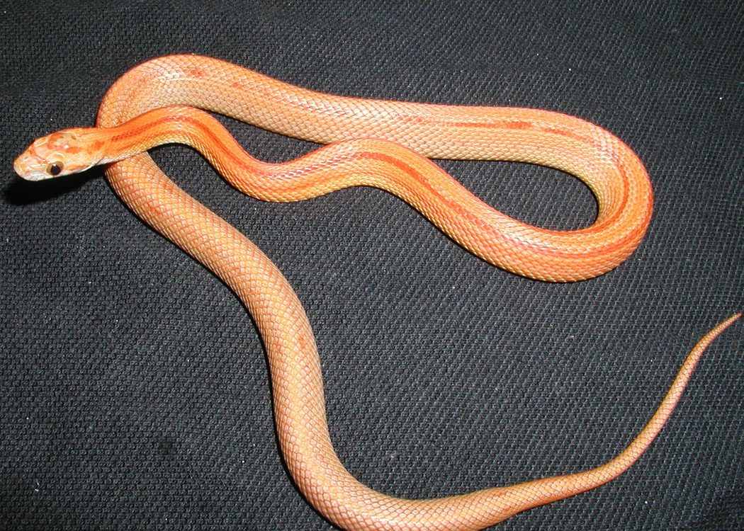 possible bloodred hypo stripe