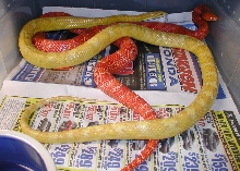 gold dust and bloodred amel