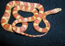 ultramel