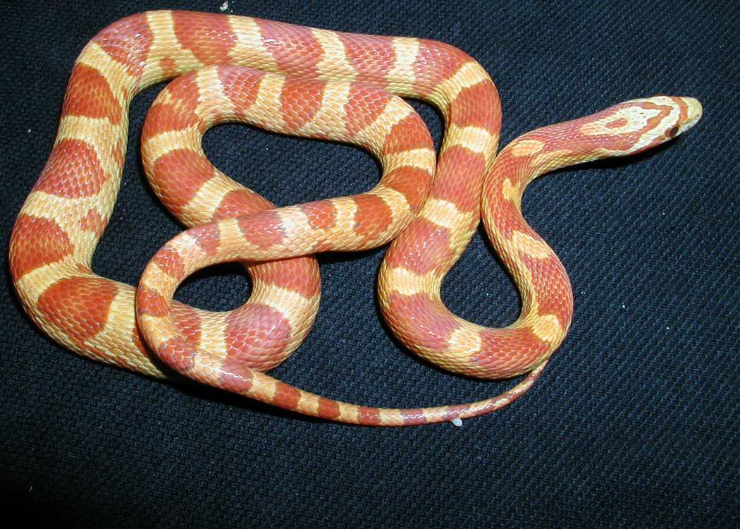 ultramel