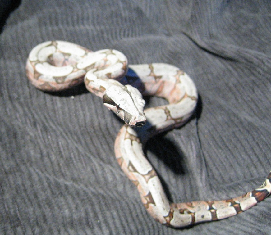 Female boliv - saying hi