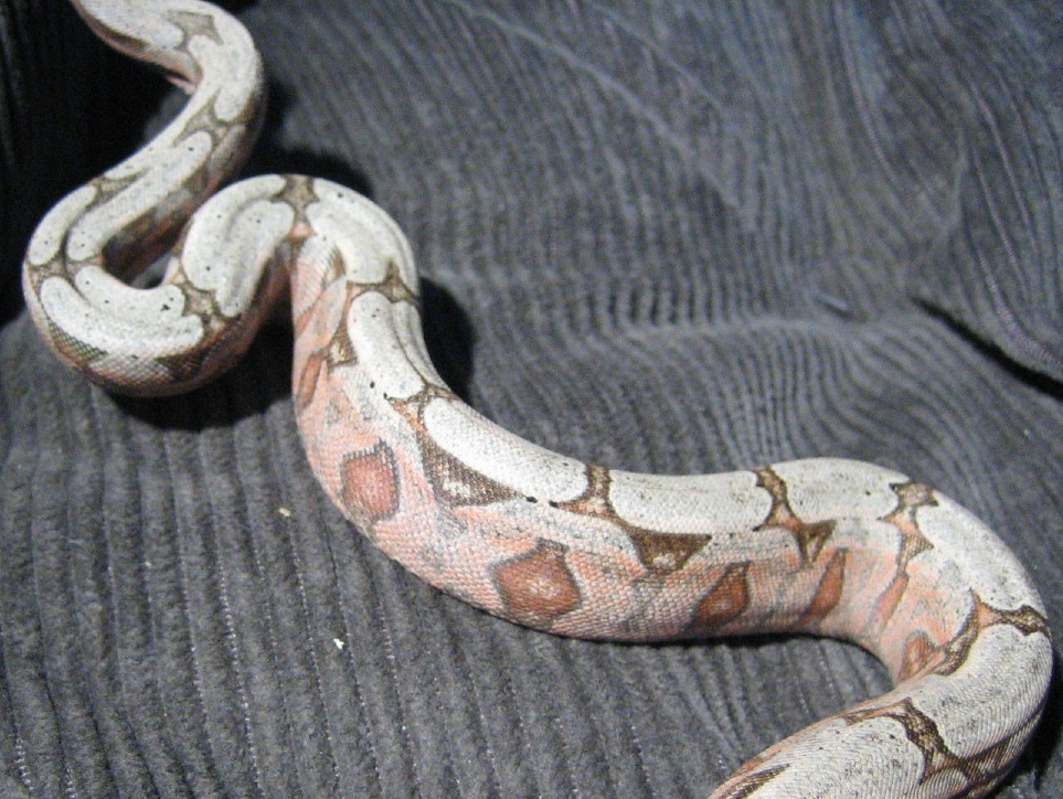 Female bolivian - body shot minus head