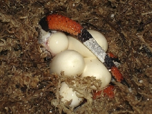 laying eggs