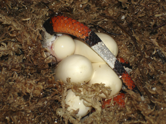 laying eggs