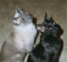Gus & Lula