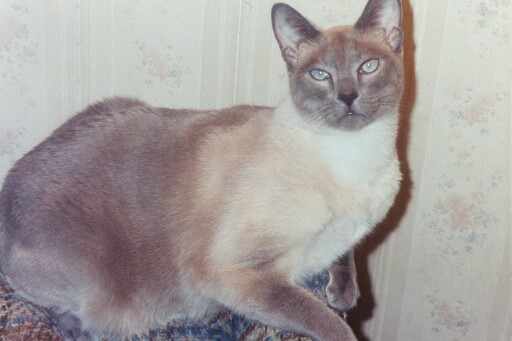 Gus