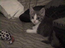 Harriet