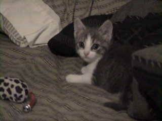 Harriet