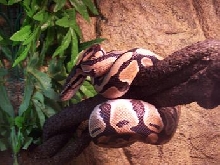 my ball