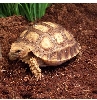 heres the little guy