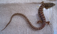 Alligator Lizard