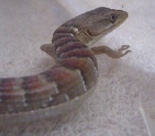 Alligator Lizard 2
